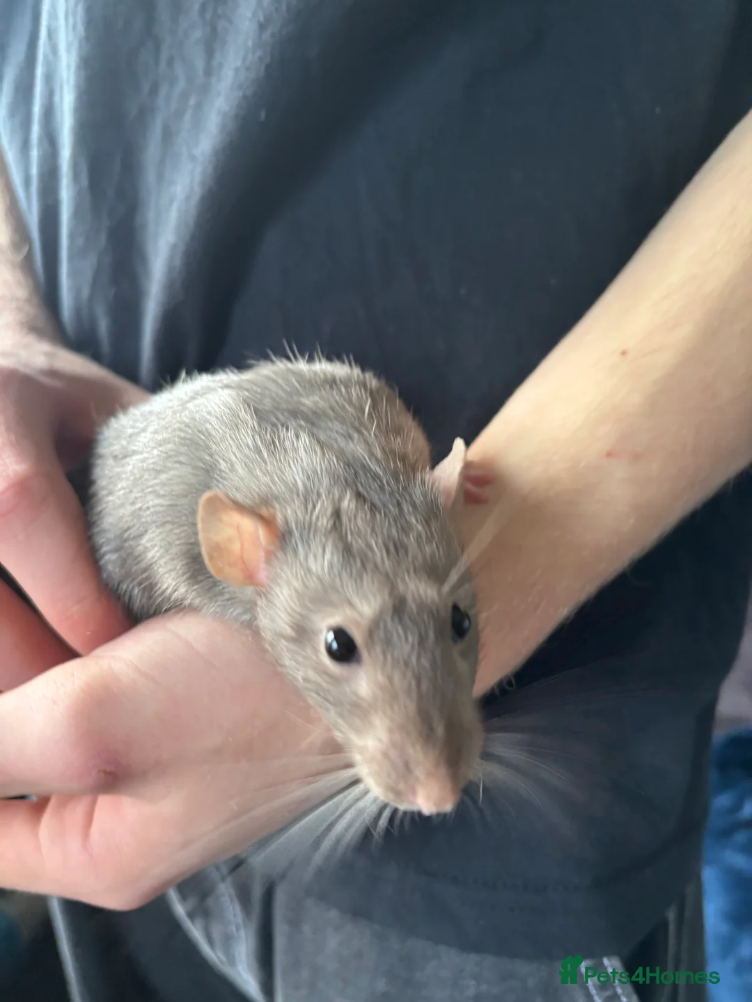 Rat rodents for sale: 2 x male 4 month old rats full set up. - Advert 6