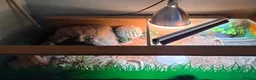 Tortoise reptiles for sale: Horsfield tortoise and full set up - Advert 9
