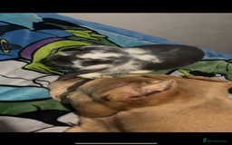 French Lop rabbits for sale: Giant French lop rabbits  - Image 14