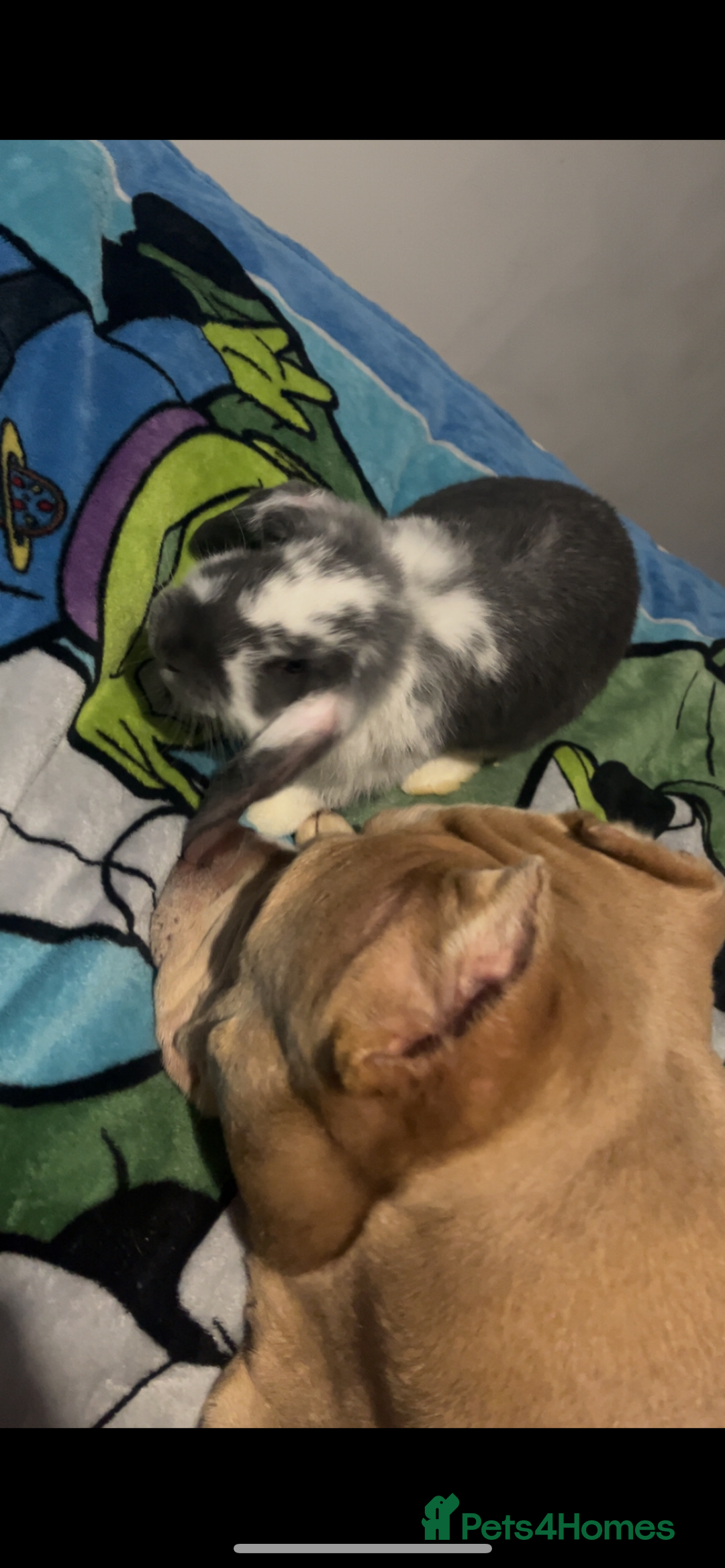 French Lop rabbits for sale: Giant French lop rabbits  - Image 14