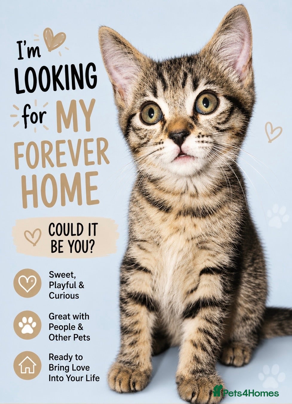 Mixed Breed cats Gorgeous little kitten ready for their new home🩵 - Advert 2