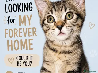 Mixed Breed cats Gorgeous little kitten ready for their new home🩵 - Advert 2