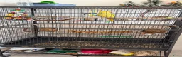 Ringnecks birds for sale: Baby ring neck  in London - Advert 4