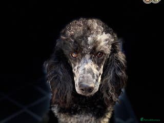 Poodle dogs HEALTH TESTED BLUE MERLE MIN POODLE CARRIES CHOC in Chippenham - Advert 4