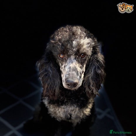 Poodle dogs for stud in Chippenham - Advert 1