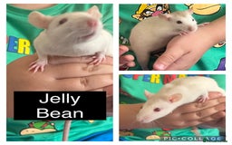 Rat rodents for sale: 4 Female Dumbo Rats + Cage - Image 4