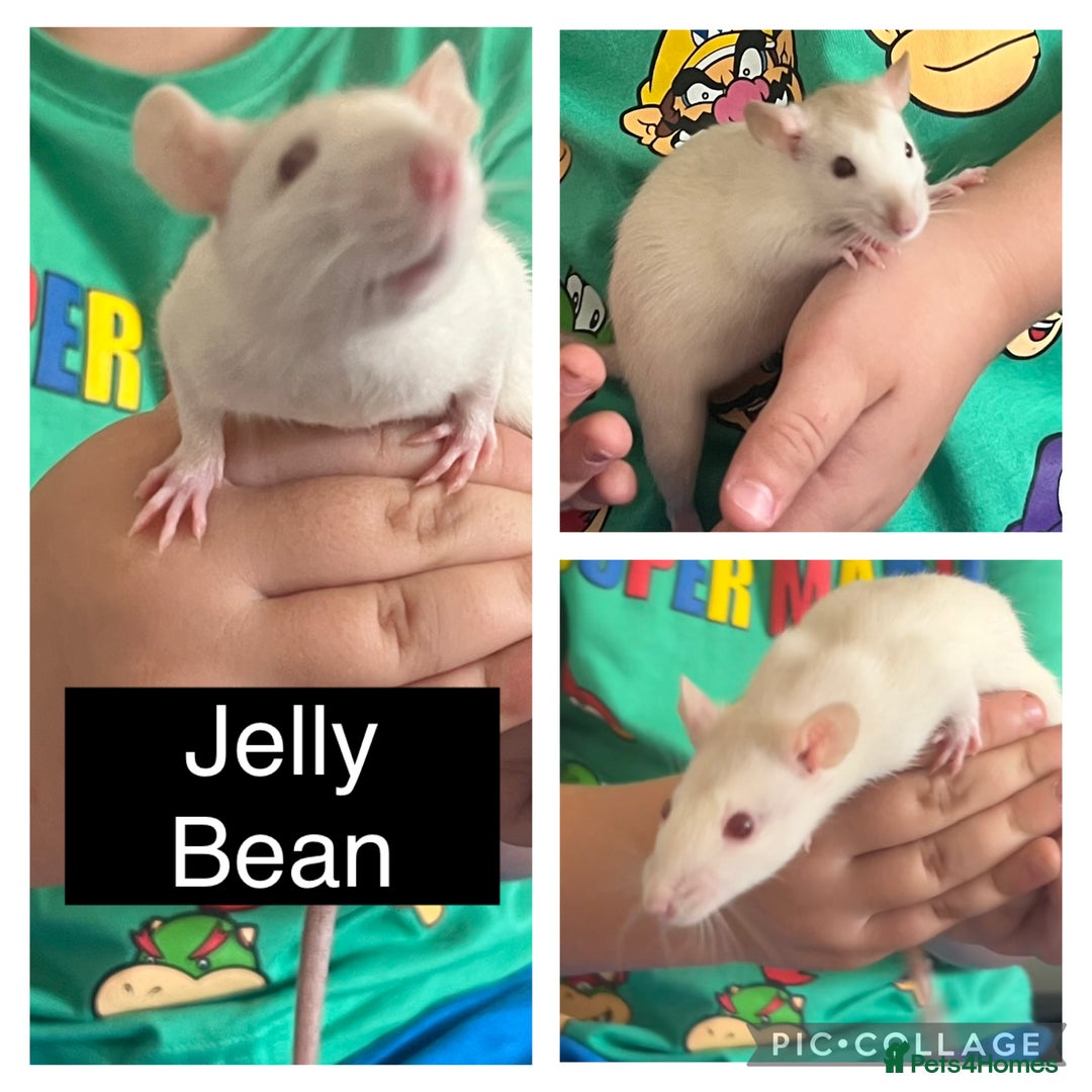 Rat rodents for sale: 4 Female Dumbo Rats + Cage - Image 4