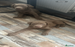 Labrador Retriever dogs for sale: Silver labradors *READY TO LEAVE* - Image 8
