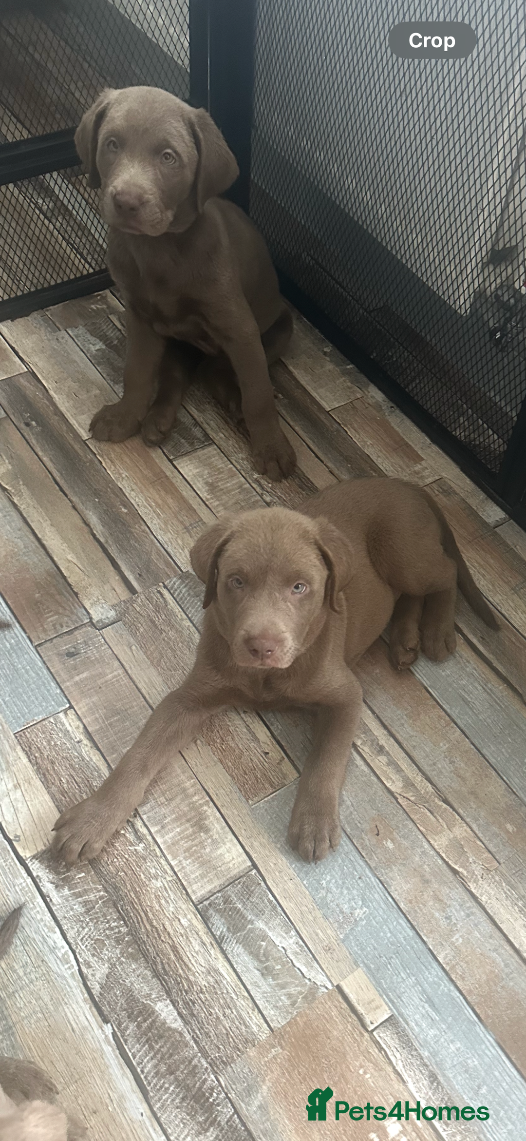 Labrador Retriever dogs for sale: Silver labradors *READY TO LEAVE* - Image 8