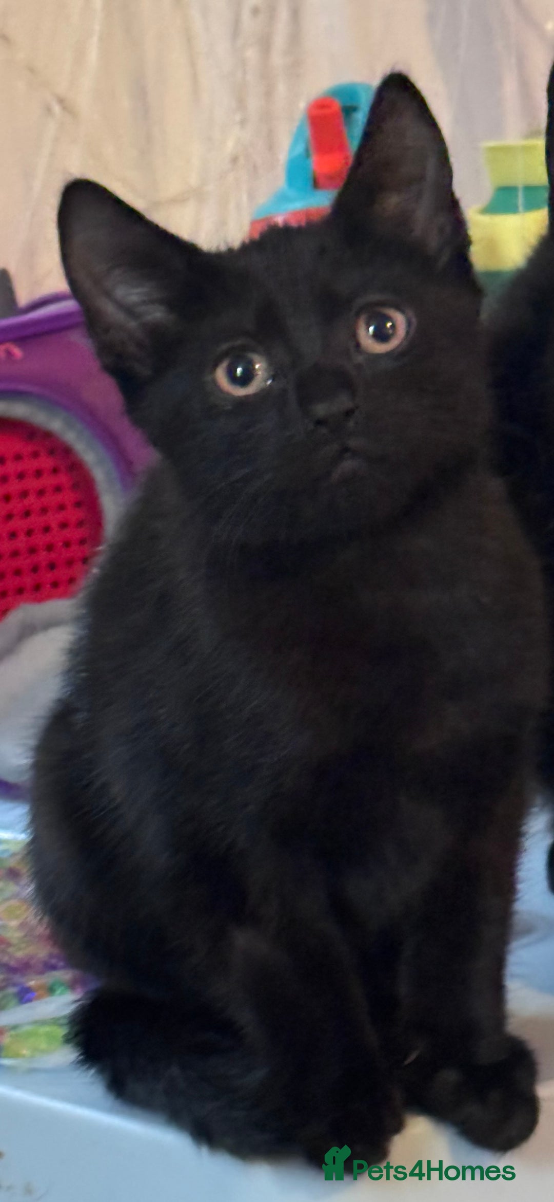 Domestic Shorthair cats for sale: Black kittens  - Image 7