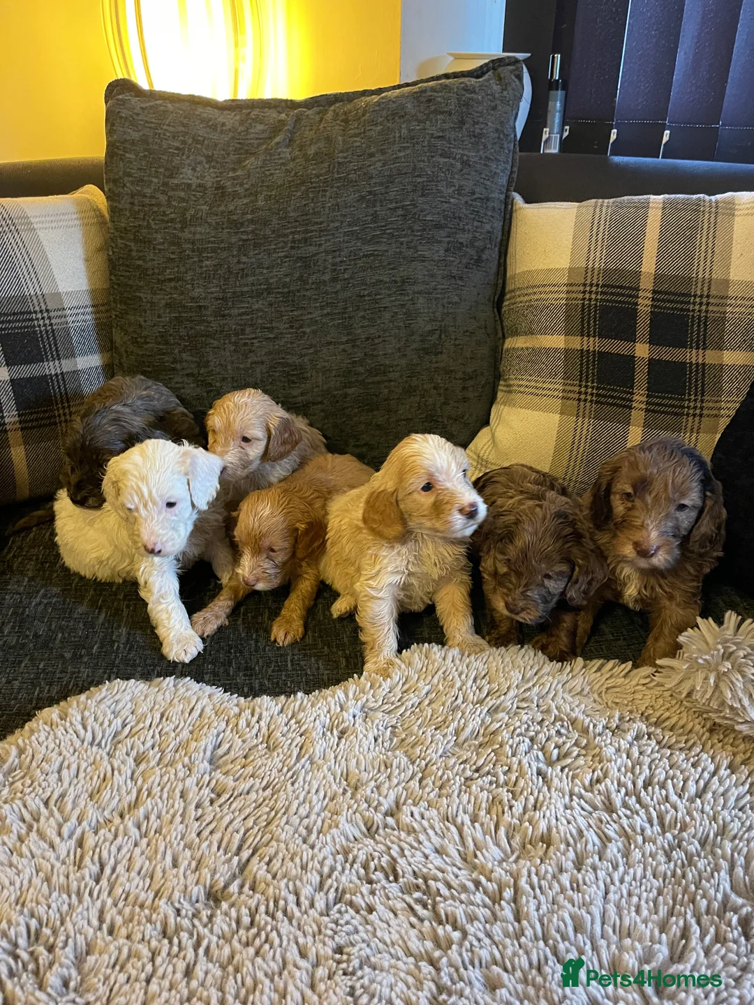 Cockapoo dogs for sale: f1 stunning toy cockerpoo  - Advert 1