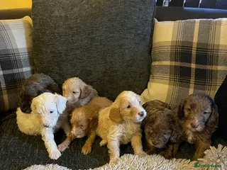 Cockapoo dogs f1 stunning toy cockerpoo - Advert 5