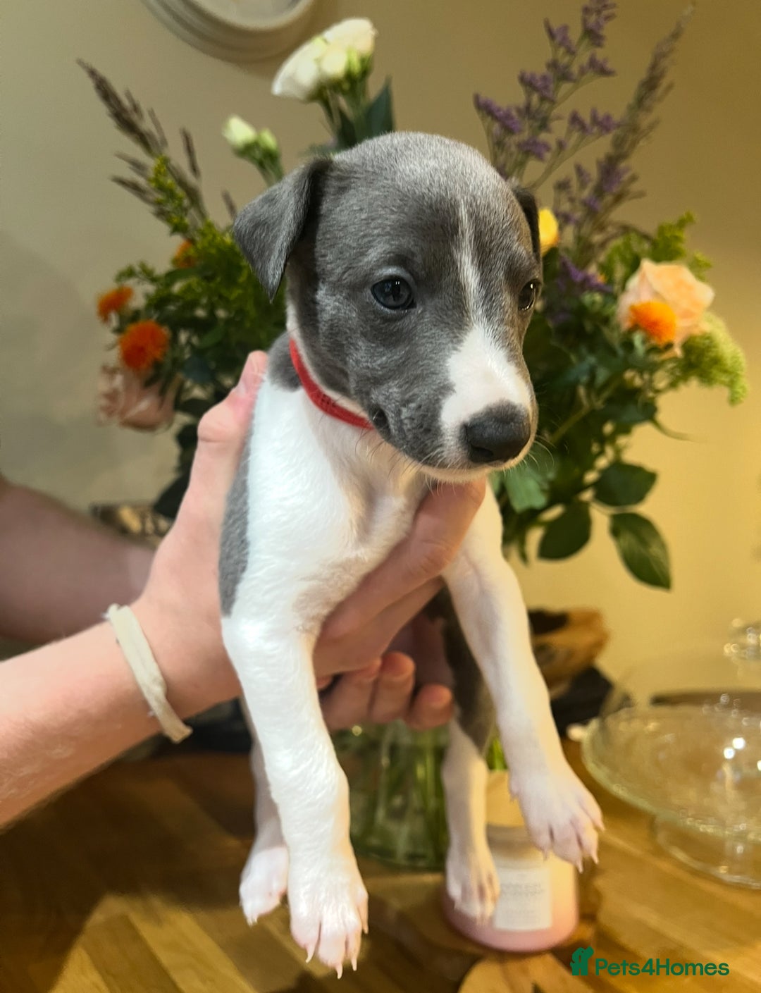 Whippet dogs for sale: 💙 Whippet Puppies – Beautiful Blue Litter 💙 - Image 5