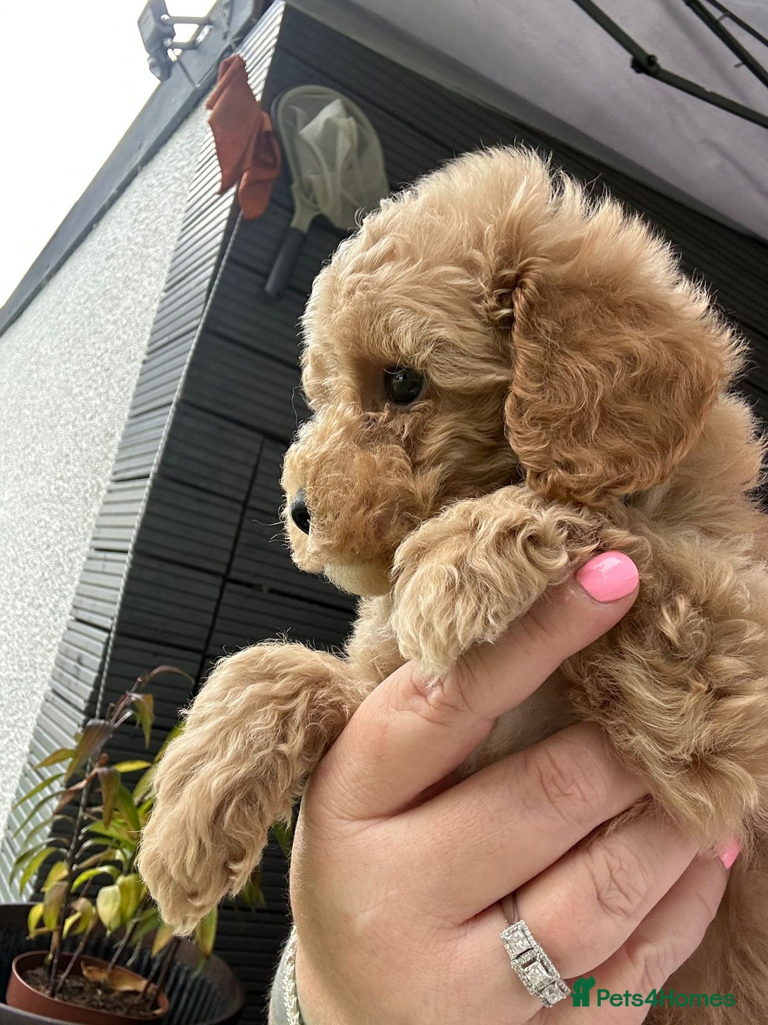 Cockapoo dogs for sale: Stunning F1b pups now available. - Image 12