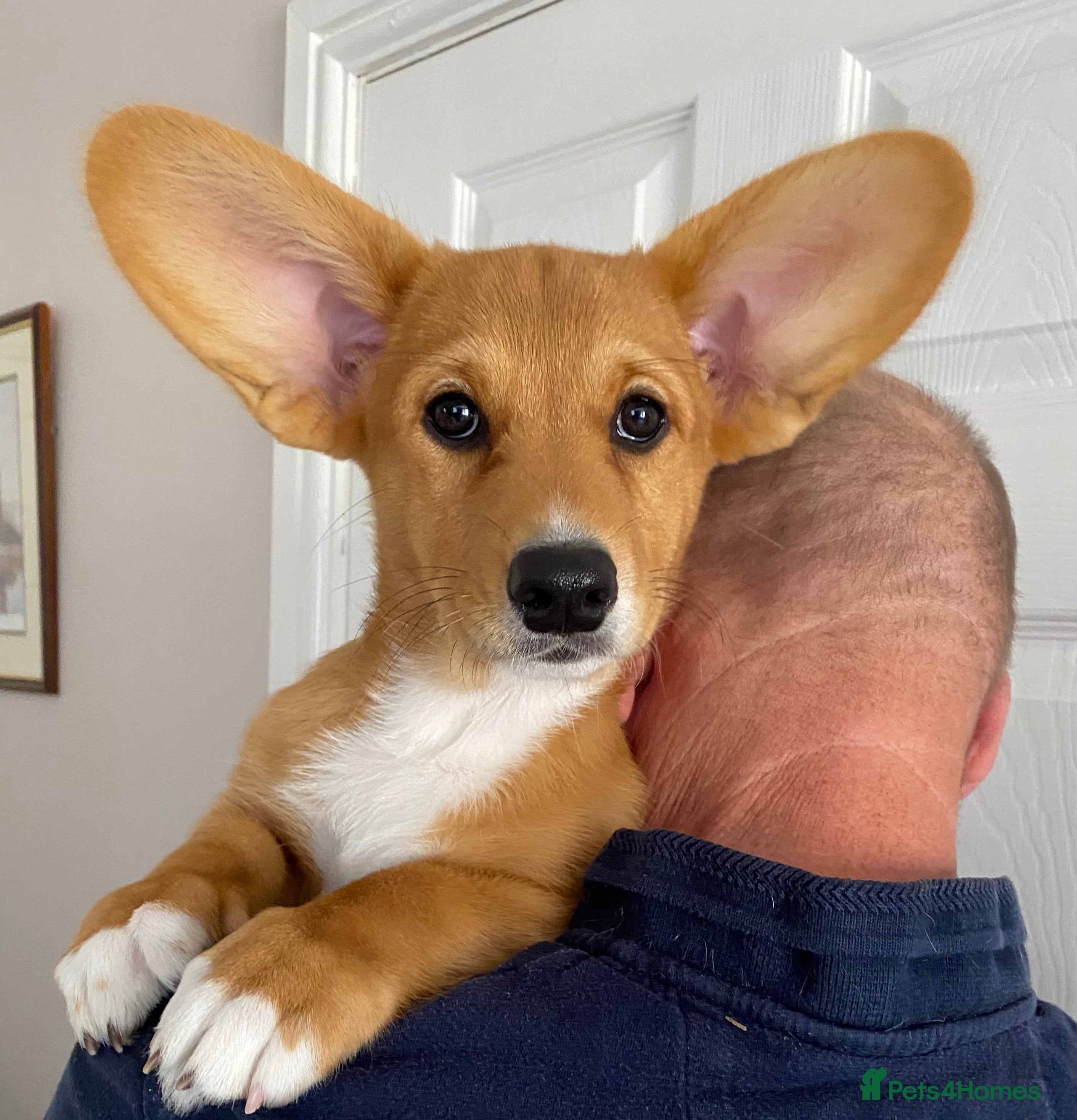 Welsh Corgi Cardigan dogs for sale: WELSH CARDIGAN CORGI PUPPY RUBY  - Advert 2