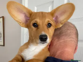 Welsh Corgi Cardigan dogs for sale: WELSH CARDIGAN CORGI PUPPY RUBY - Advert 2