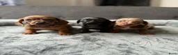 Dachshund dogs for sale: Miniature Dachshund  - Advert 2