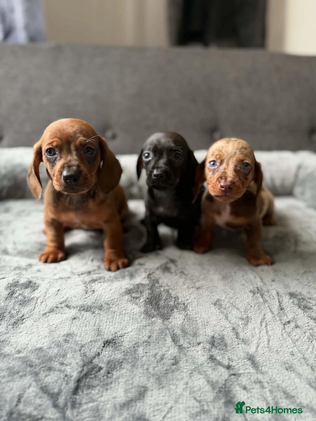 Dachshund dogs for sale: Miniature Dachshund  - Advert 2