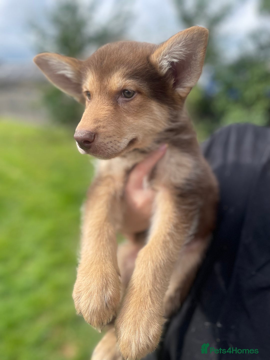 Mixed Breed dogs for sale: German Shepherd cross Malamute Puppies Ready Now  - Image 10