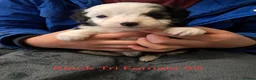 Aussiedoodle dogs for sale: Aussiedoodles - Advert 14