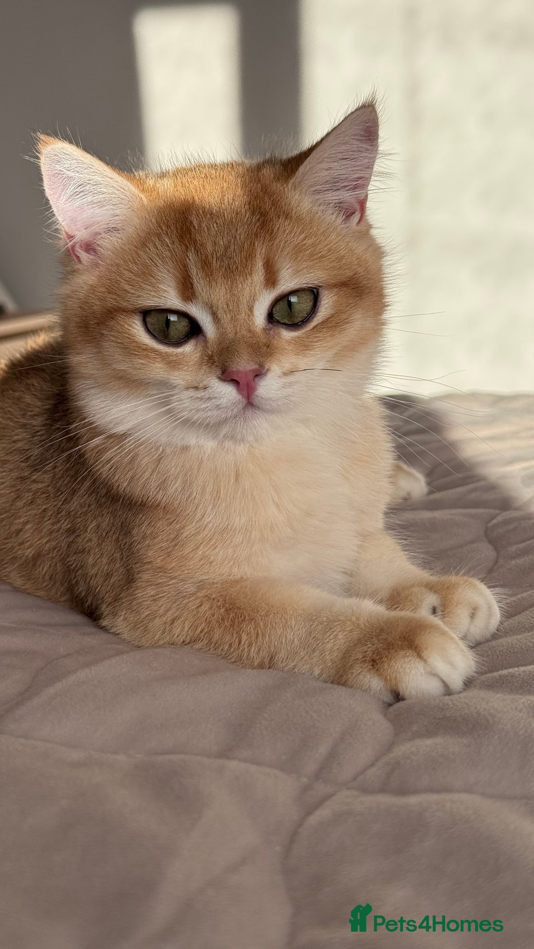 British Shorthair cats for sale: GCCF BSH ONE BOY READY TO GO GOLDEN BLACK TIPPED  - Advert 5