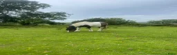 Irish Cob horses for sale: 14 year old Gelding  - Advert 1