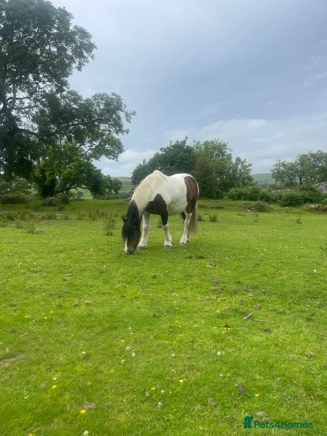 Irish Cob horses for sale: 14 year old Gelding  - Advert 1