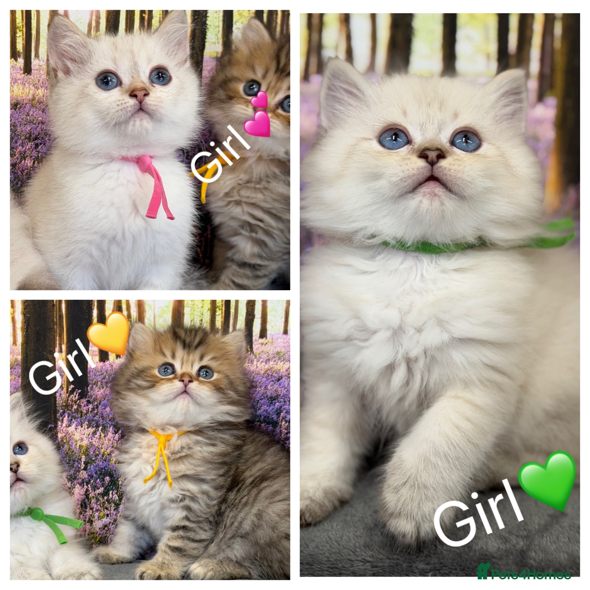 British Longhair cats British LH/SH adorable golden kittens TICA  - Advert 16