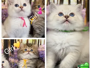 British Longhair cats British LH/SH adorable golden kittens TICA - Advert 16