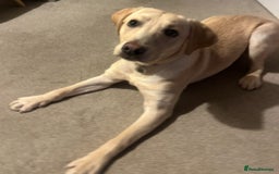 Labrador Retriever dogs for sale: 8 month old male Golden Labrador Retriever - Image 4