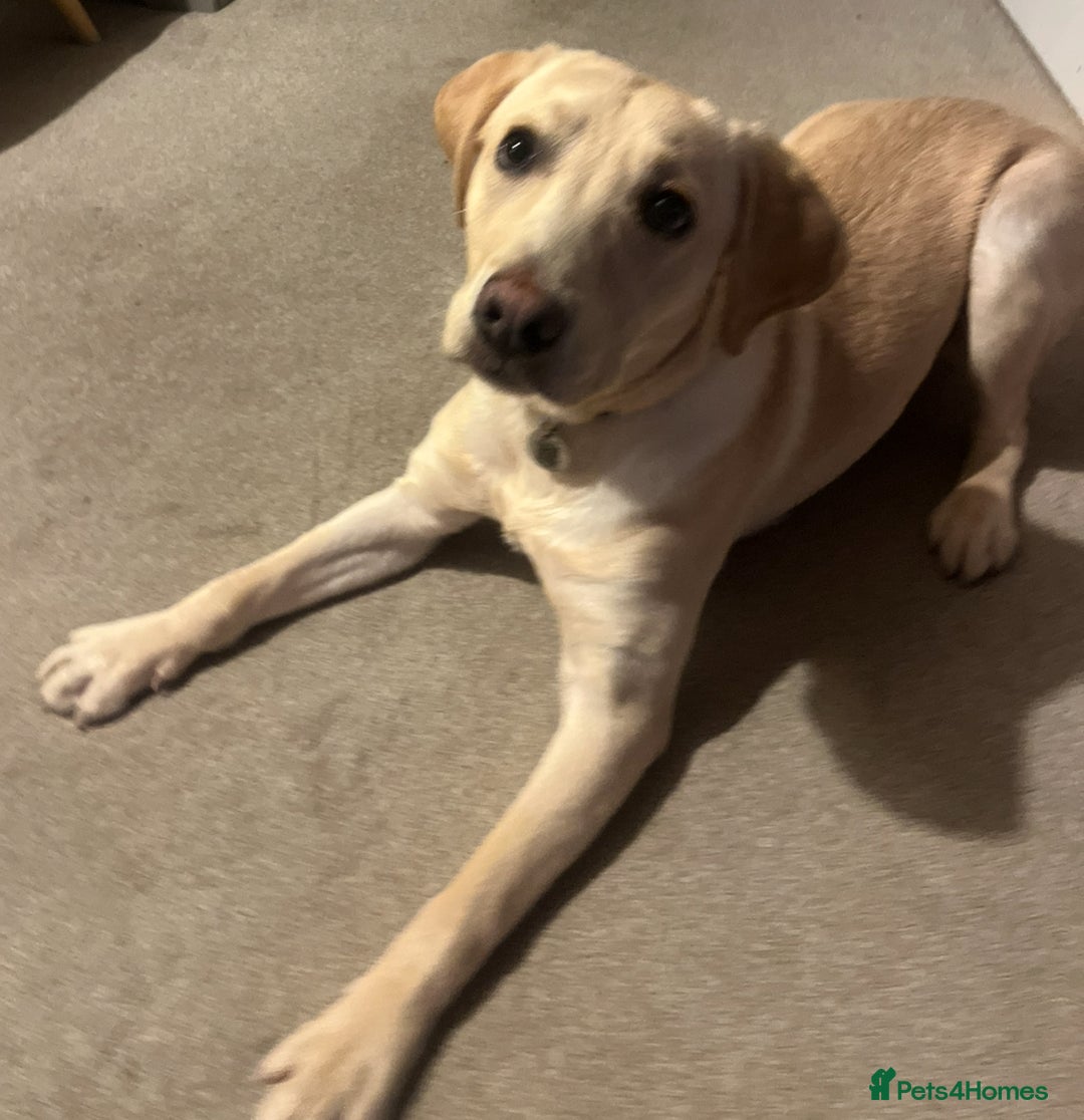 Labrador Retriever dogs for sale: 8 month old male Golden Labrador Retriever - Image 4