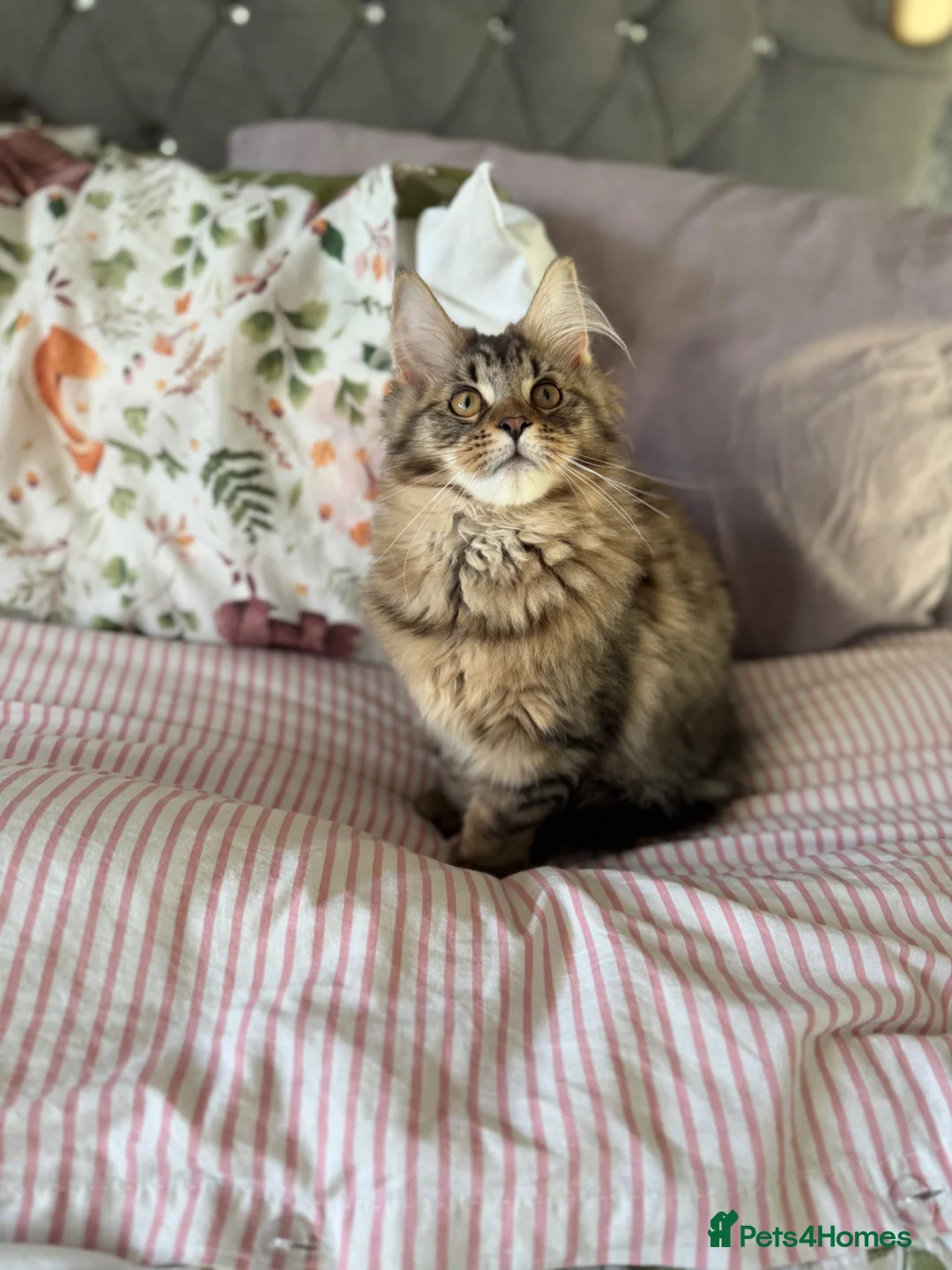 Maine Coon cats for sale: Cookie Female in Bilston - Advert 7