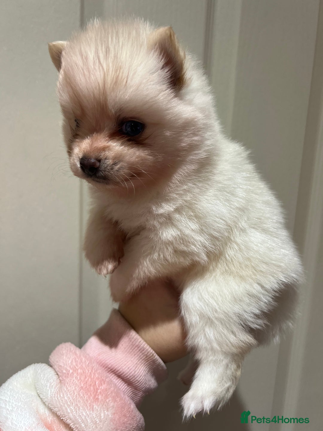 Pomsky dogs for sale: F4 Toy Pomsky Puppies - Advert 8