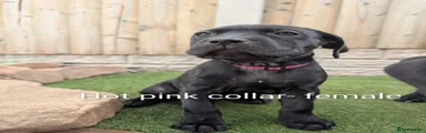 Hot pink collar 