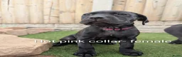 Cane Corso dogs for sale: Cane corso puppies  - Advert 28