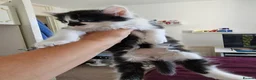 Mixed Breed cats for sale: 4 gorgeous kitten looking for their forever home - Advert 22