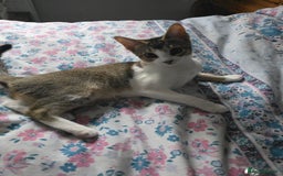 Singapura cats for sale: Accidental Singapura x Abyssinian x Moggie in Lowestoft - Image 5