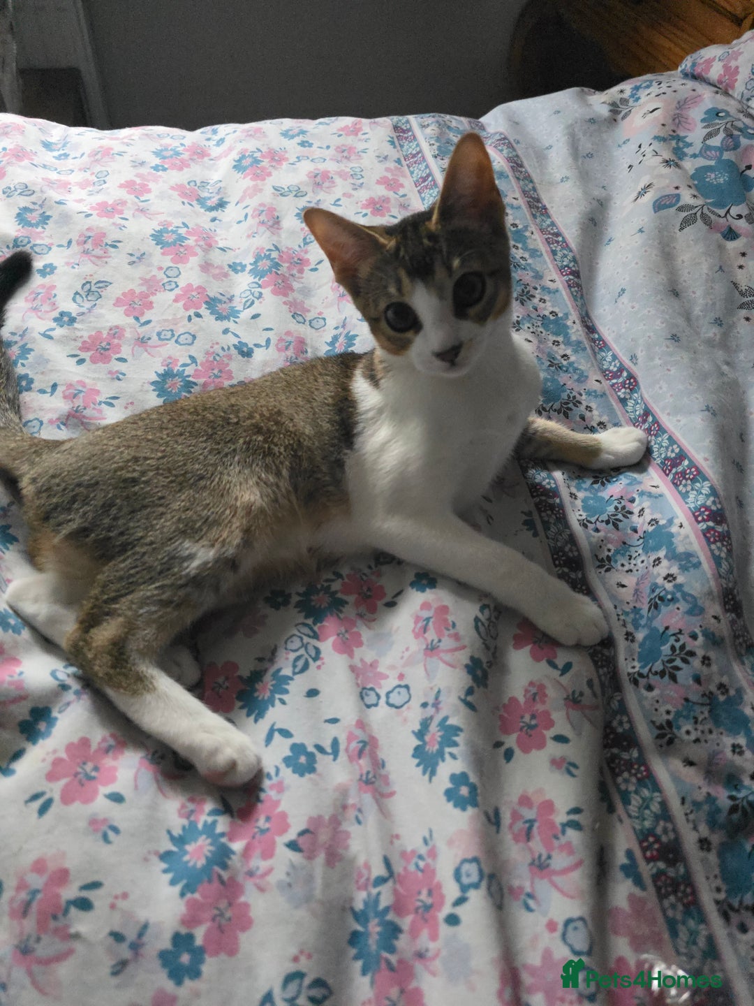Singapura cats for sale: Accidental Singapura x Abyssinian x Moggie in Lowestoft - Image 5