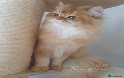 British Longhair cats for sale: British Longhair older kitten for sale  - Image 3