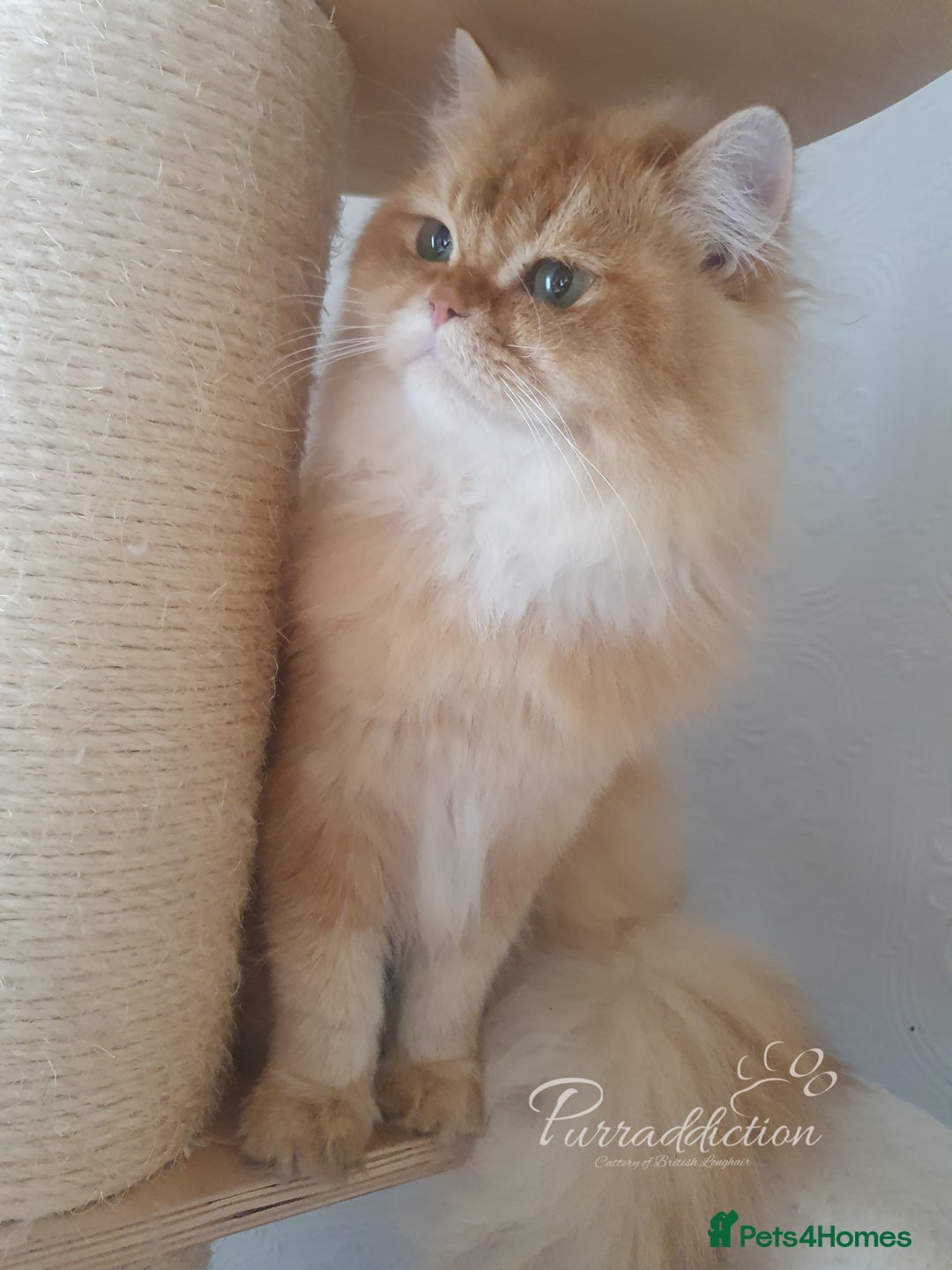 British Longhair cats for sale: British Longhair older kitten for sale  - Image 3