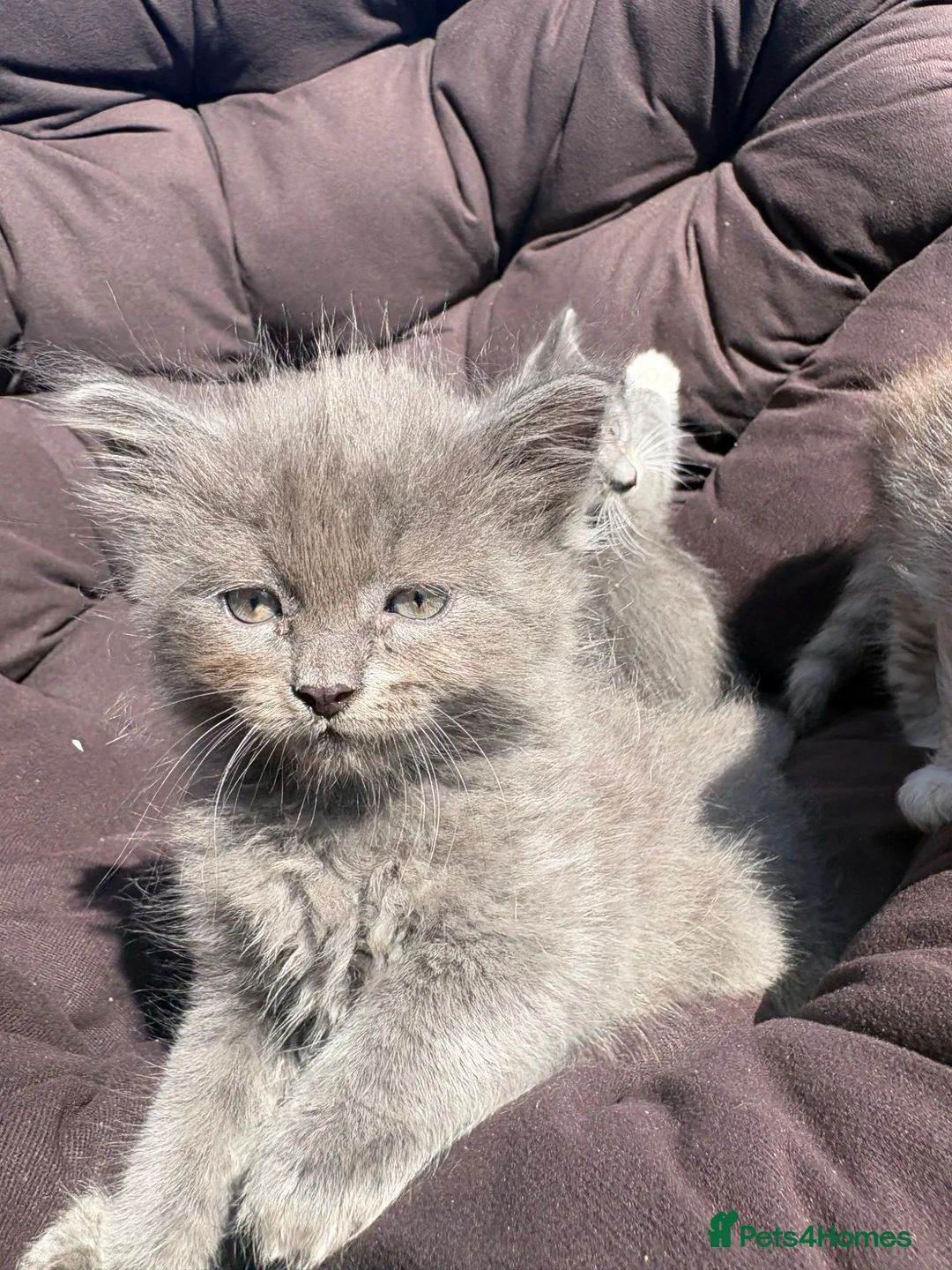 Mixed Breed cats for sale: Beautiful cross kittens  - Advert 13