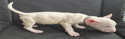 English Bull Terrier dogs for sale: English Bull pups ready to leave - Advert 9
