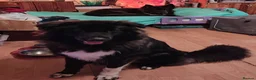 Caucasian Shepherd Dog dogs for sale: ***FERN RESCUE* 1 YR OLD CAUCASIAN SHEPARD in Glasgow - Advert 17