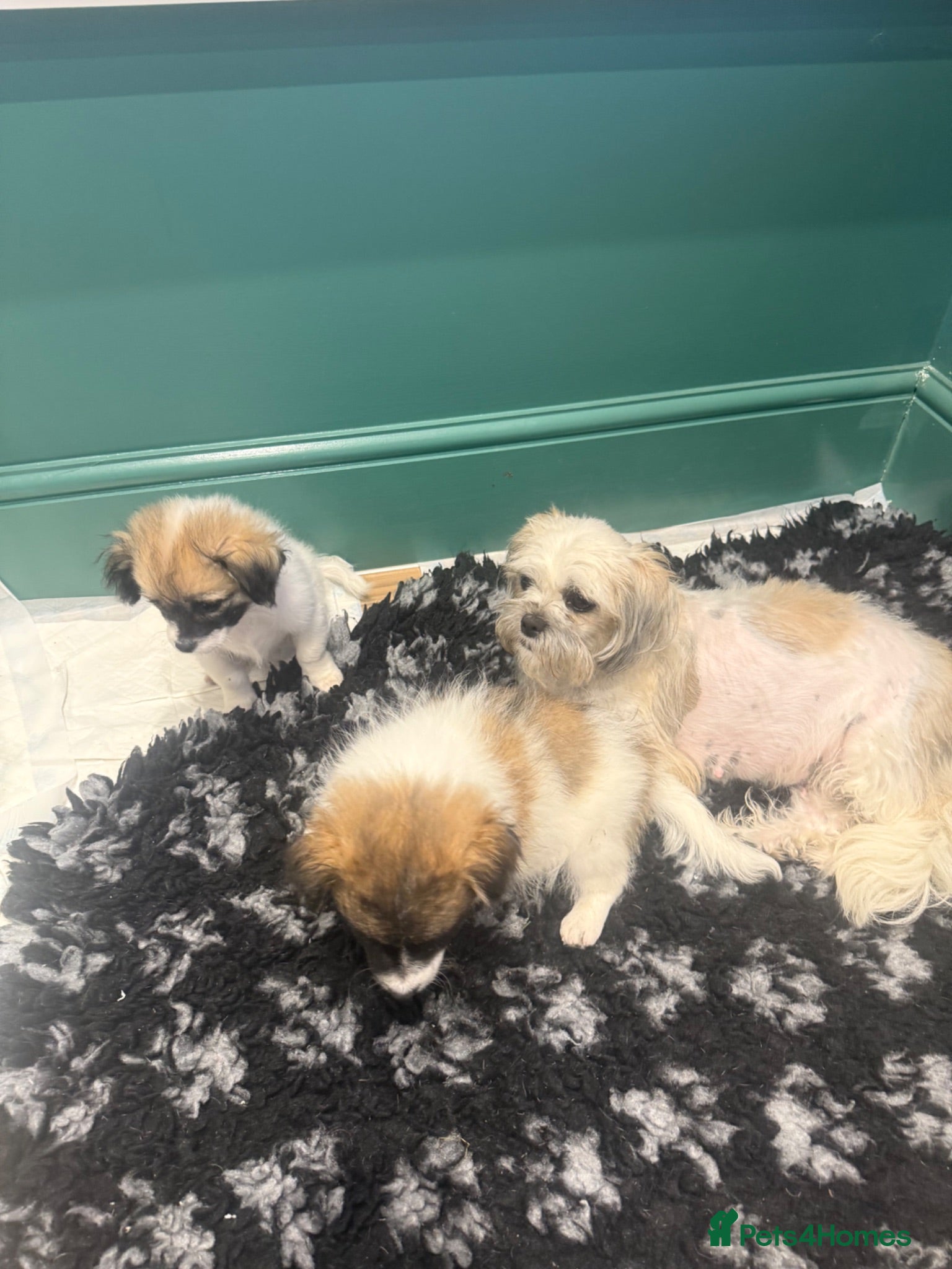 Mixed Breed dogs Shih Tzu/Pomeranian puppies - Advert 1