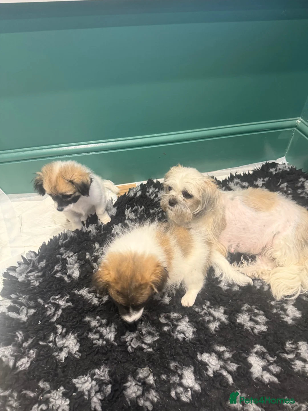 Mixed Breed dogs for sale: Shih Tzu/Pomeranian puppies - Advert 1