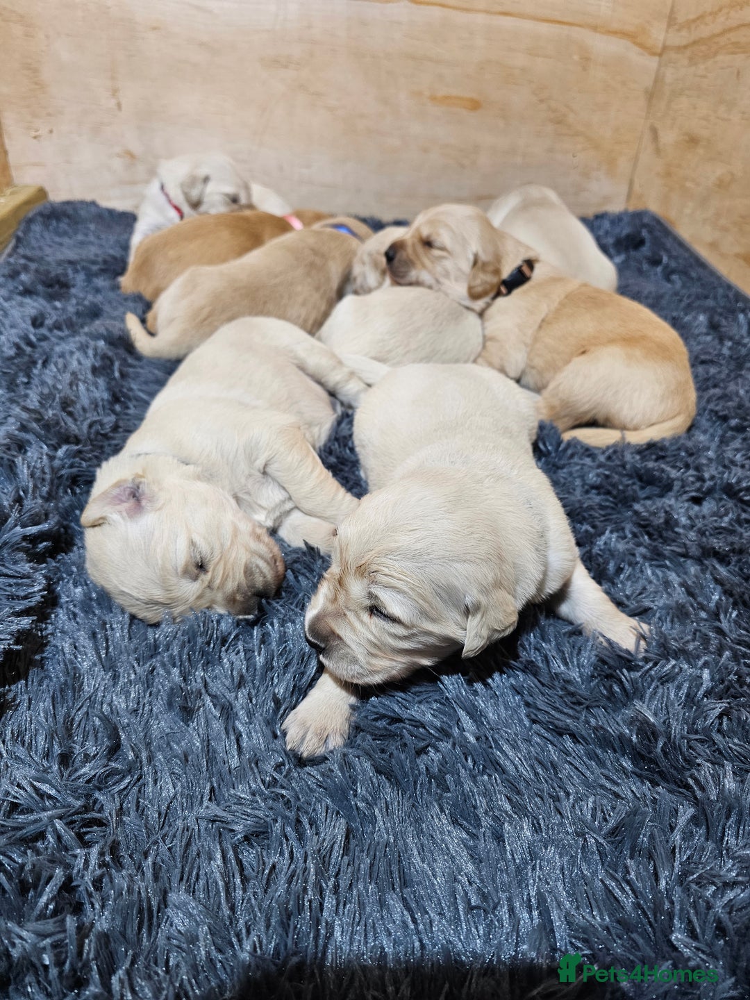 Golden Retriever dogs for sale: Golden retriever puppy for sale in Harrow  London - Advert 6