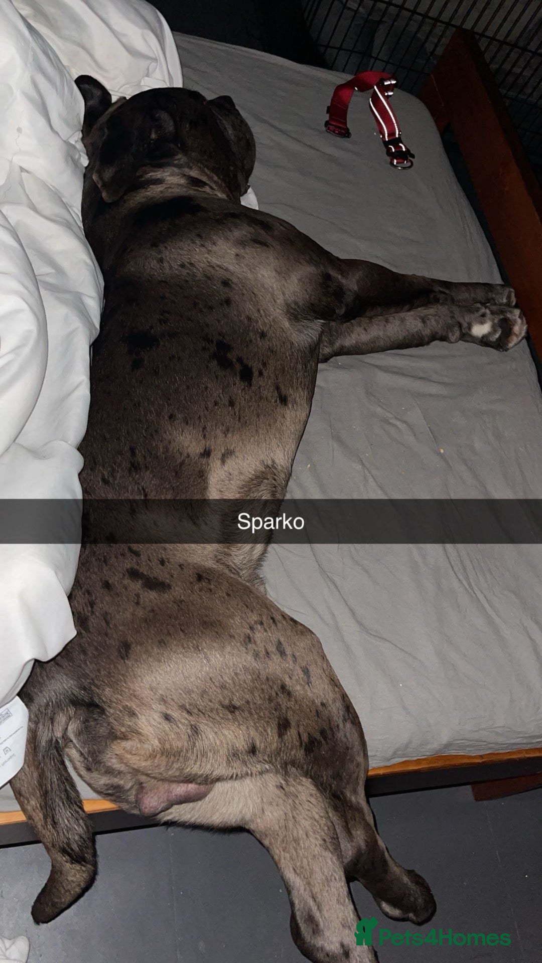 Cane Corso dogs Zeus the American Mastiff/Cane Corso - Advert 1