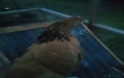 Chickens poultry for sale: Buff Sussex hen for sale for £30 - Image 5