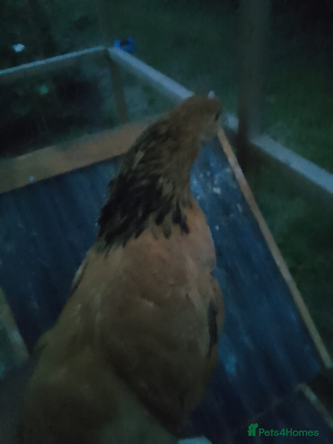 Chickens poultry for sale: Buff Sussex hen for sale for £30 - Image 5