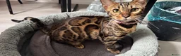 Bengal cats for sale: TICA PURE BREED BENGAL READY TO GO - Advert 18